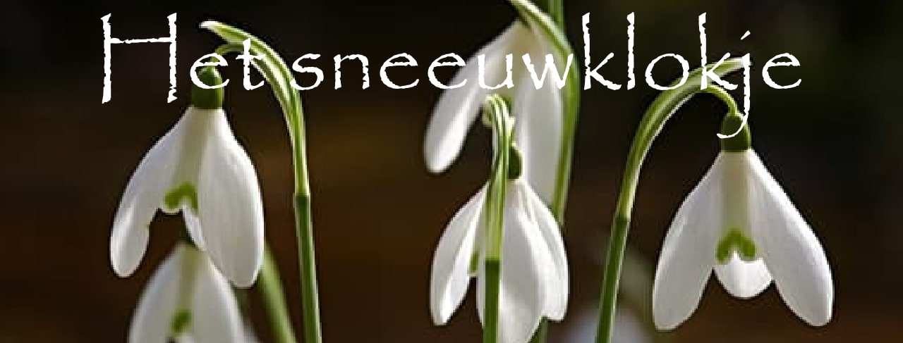 bloemen essenties maken
